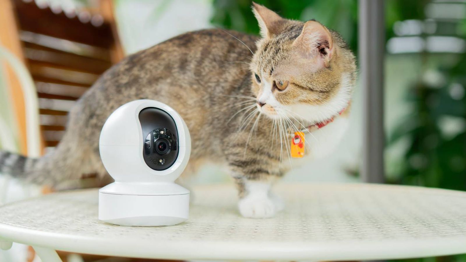 Las cámaras inteligentes permiten vigilar a tu mascota en tiempo real y comunicarte con ella.