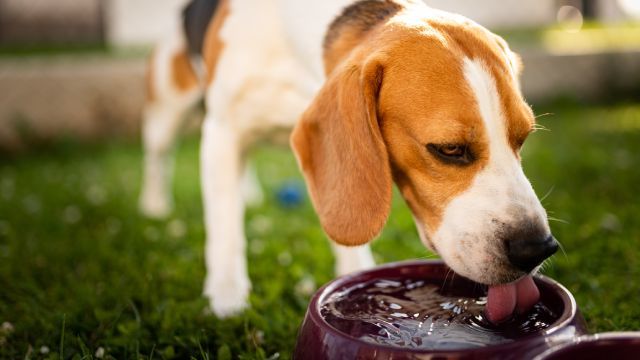 por que mi perro bebe mucha agua 13