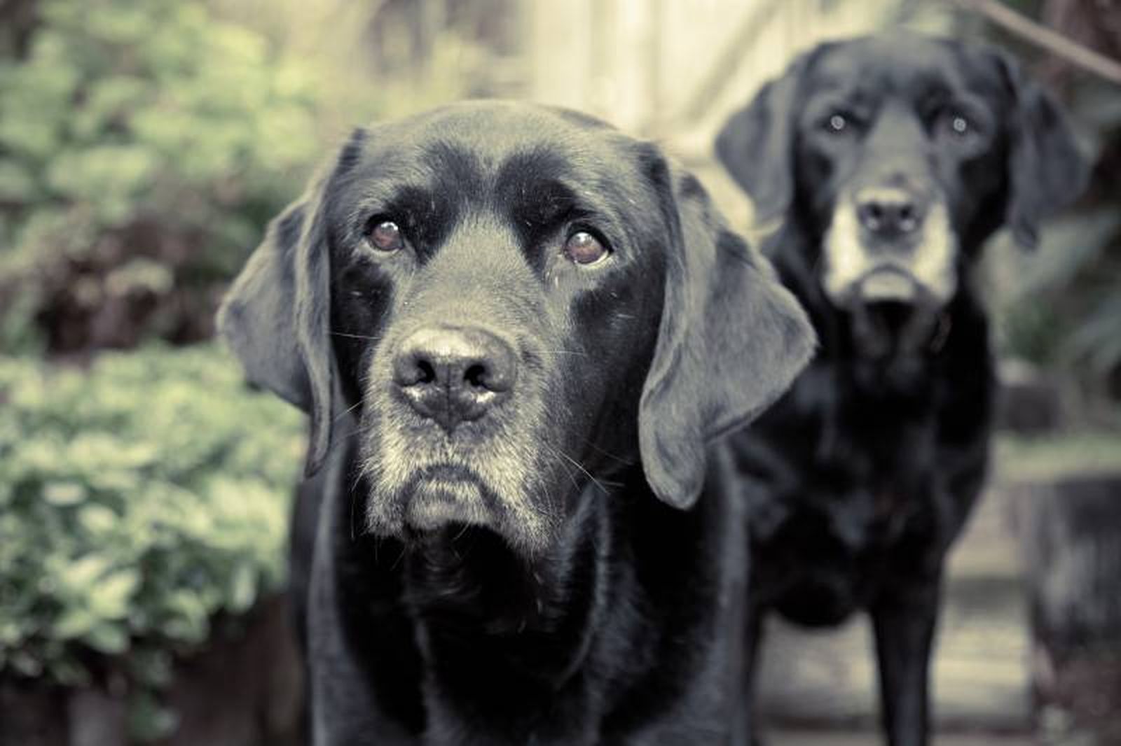 La clonación de mascotas es un negocio muy reciente, pero que puede plantear muchas dudas