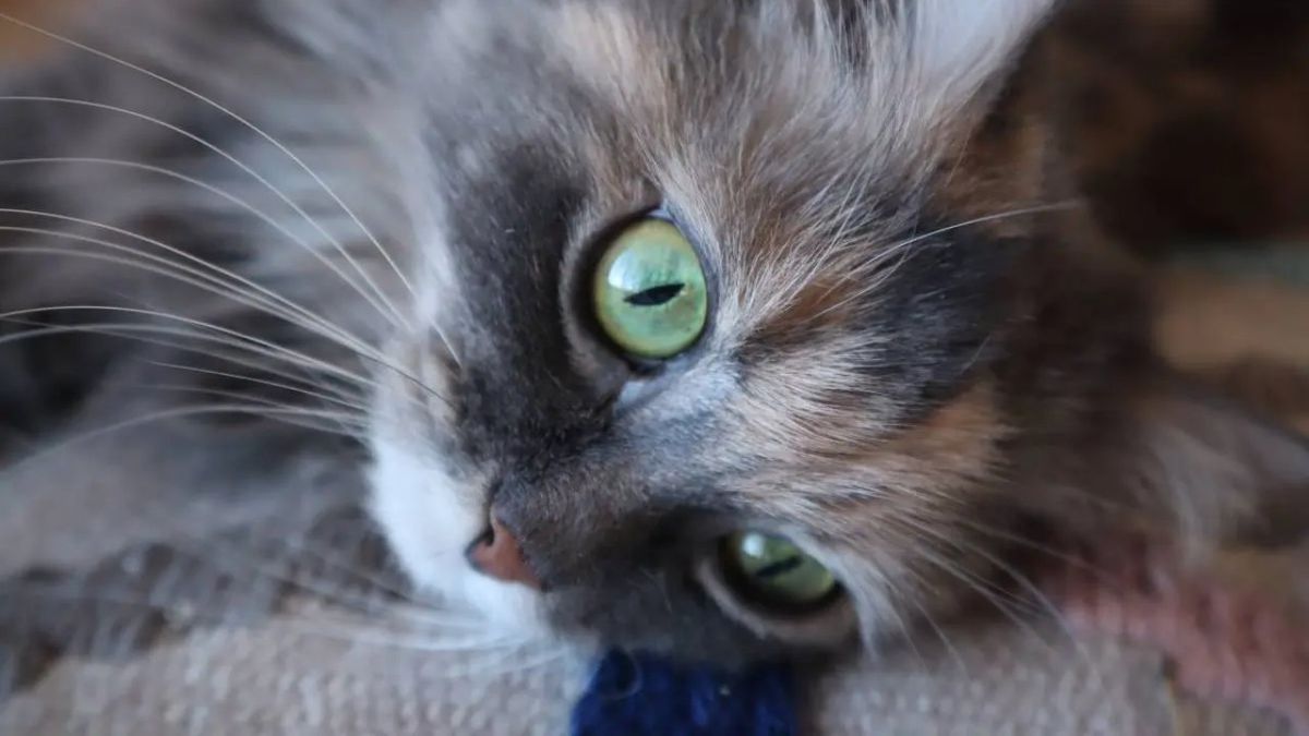 epilepsia en gatos ok