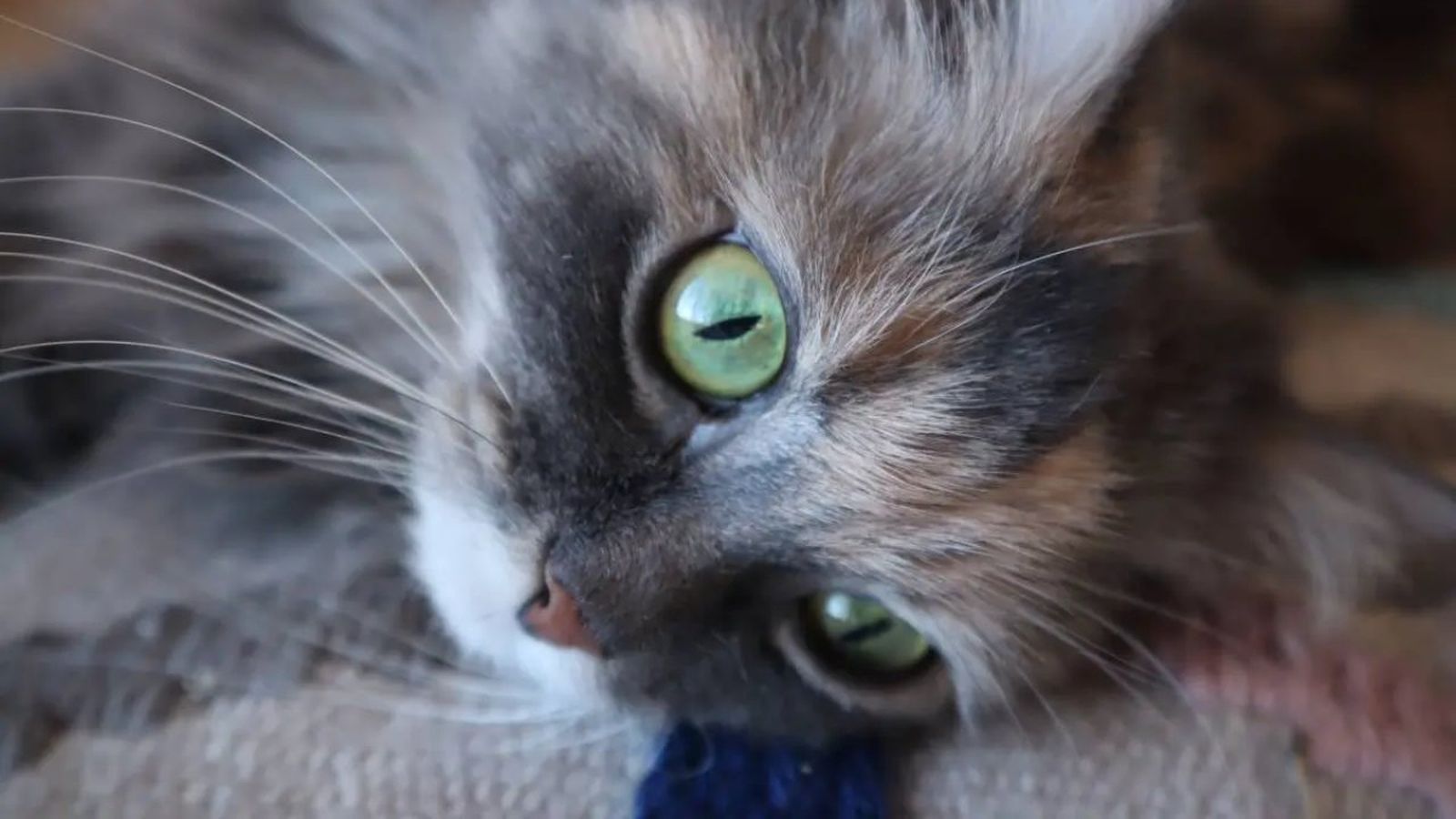 epilepsia en gatos ok