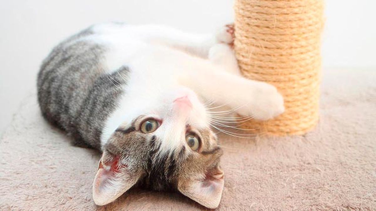mascotas gatos rascadores caseros