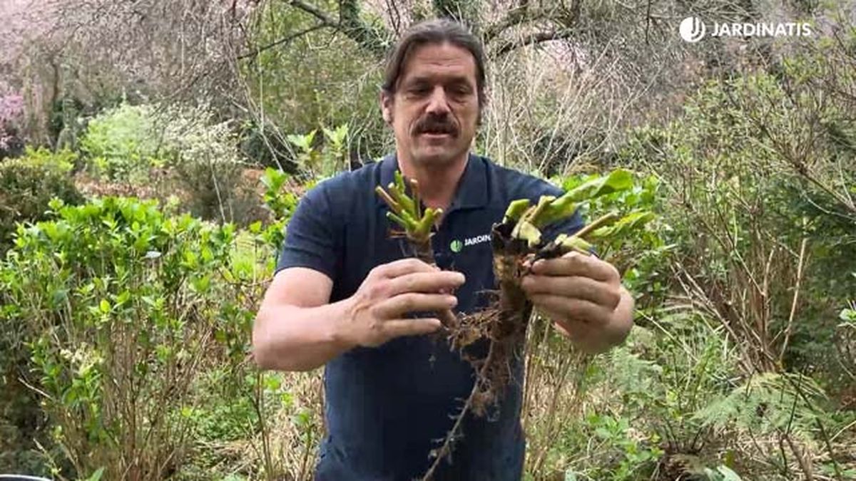 reproducir bergenia crassifolia reducir hojas jardinatis 10 22