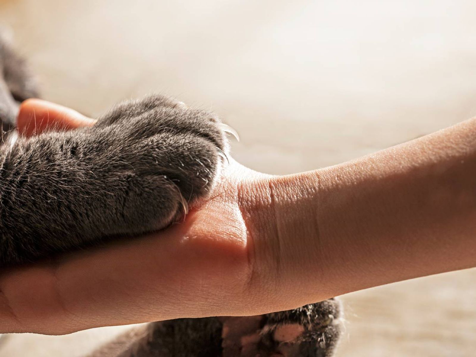 La esperanza de vida de un gato está condicionada por diferentes variables.