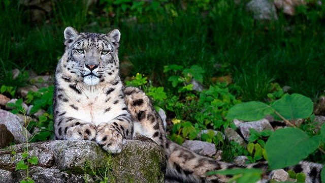 leopardo nieves 1