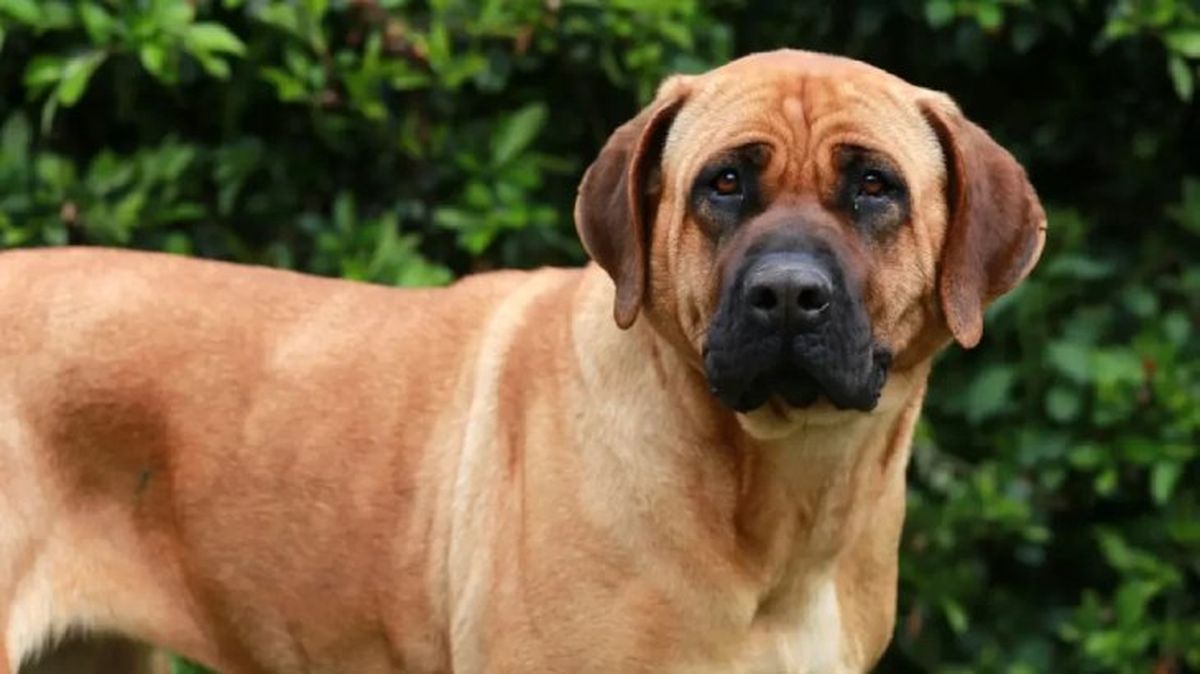 perros japoneses tosa inu 7