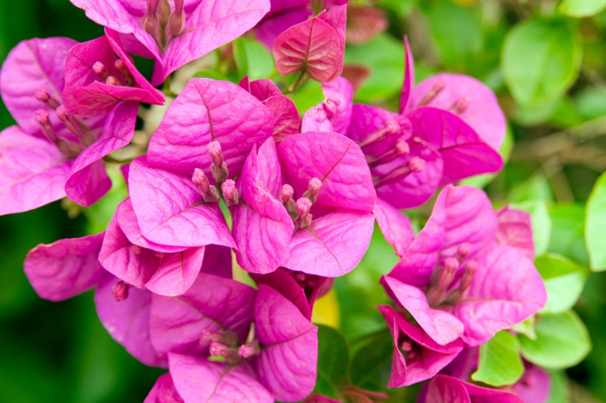 JARO034_Buganvilla glabra o flor de papel