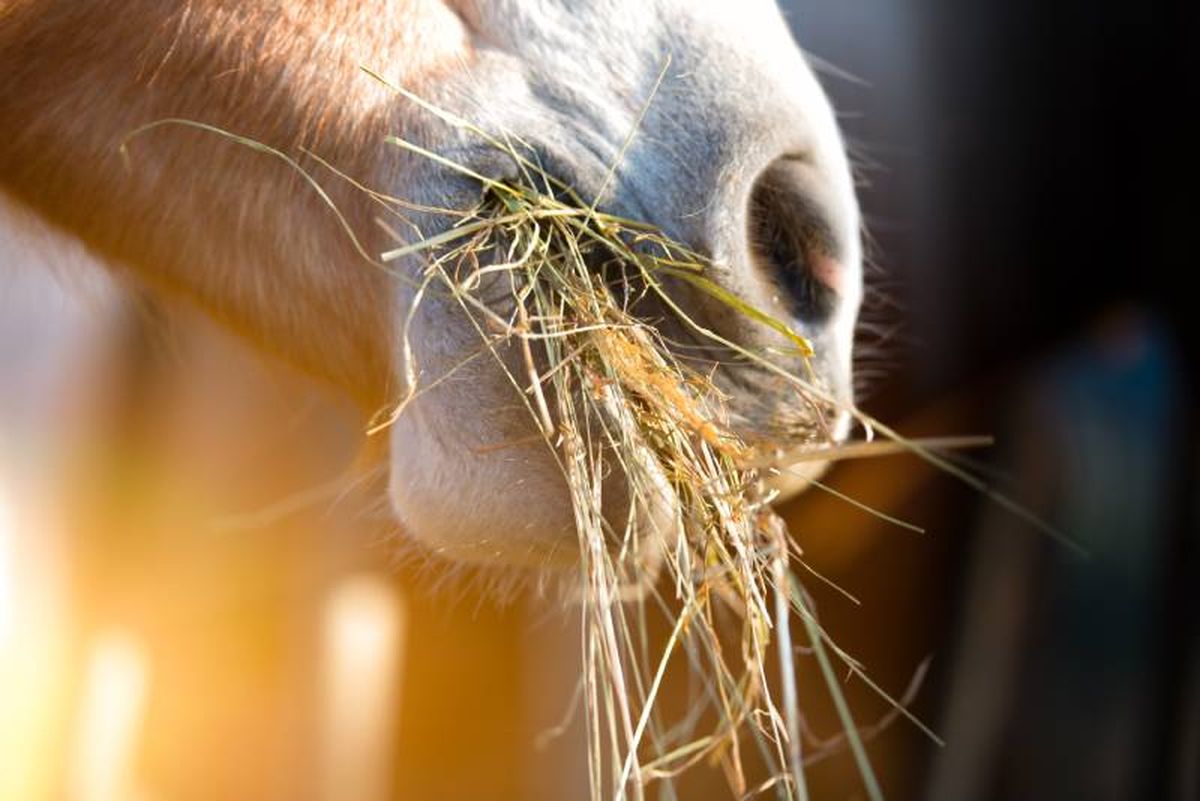 Para mantener su energía y salud, la dieta de un caballo es muy importante.