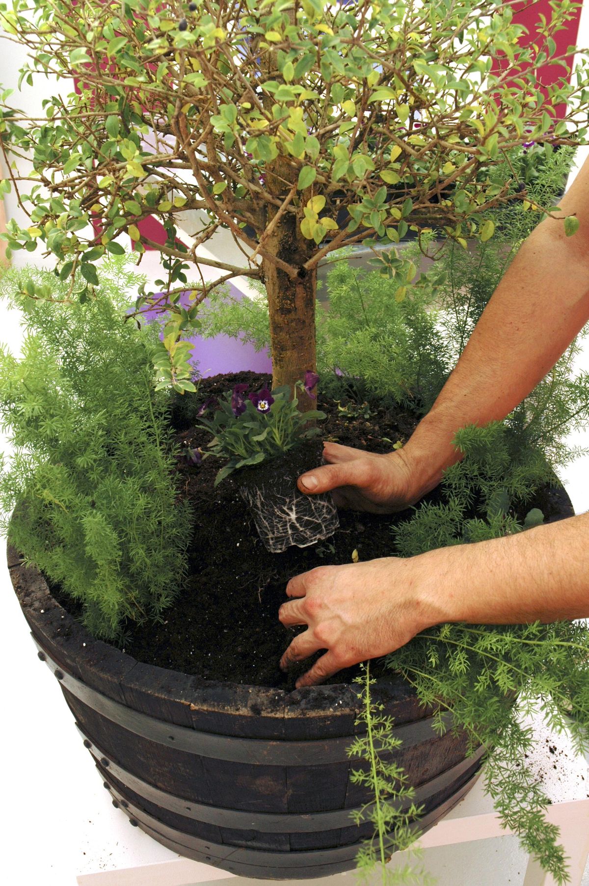 composicion aligustre xl 2