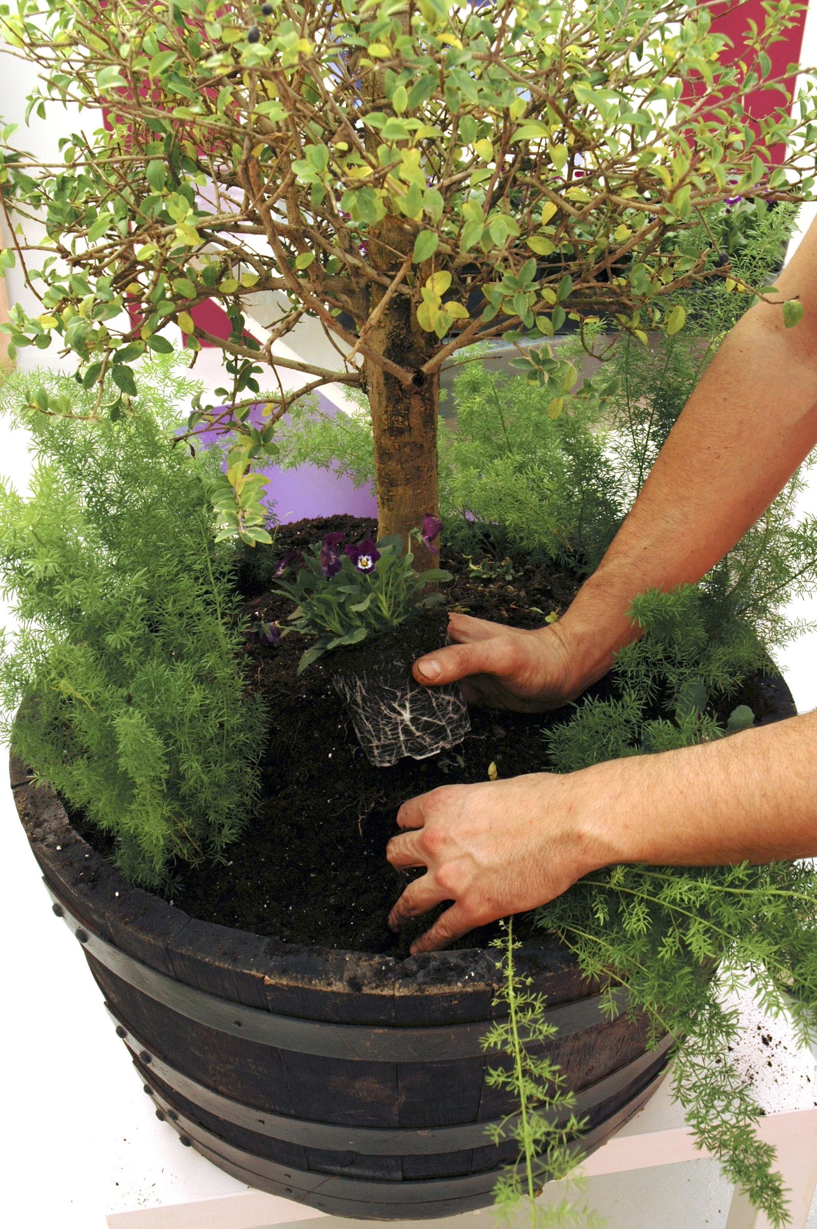 composicion aligustre xl 2