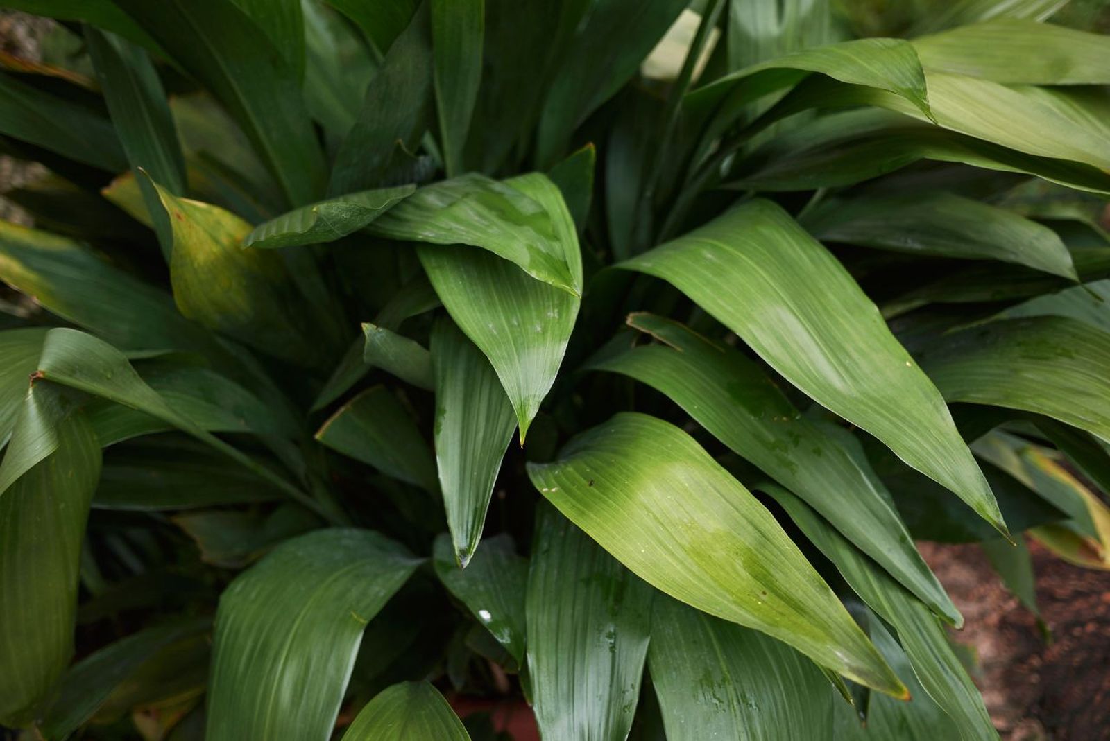 Aspidistra elatior