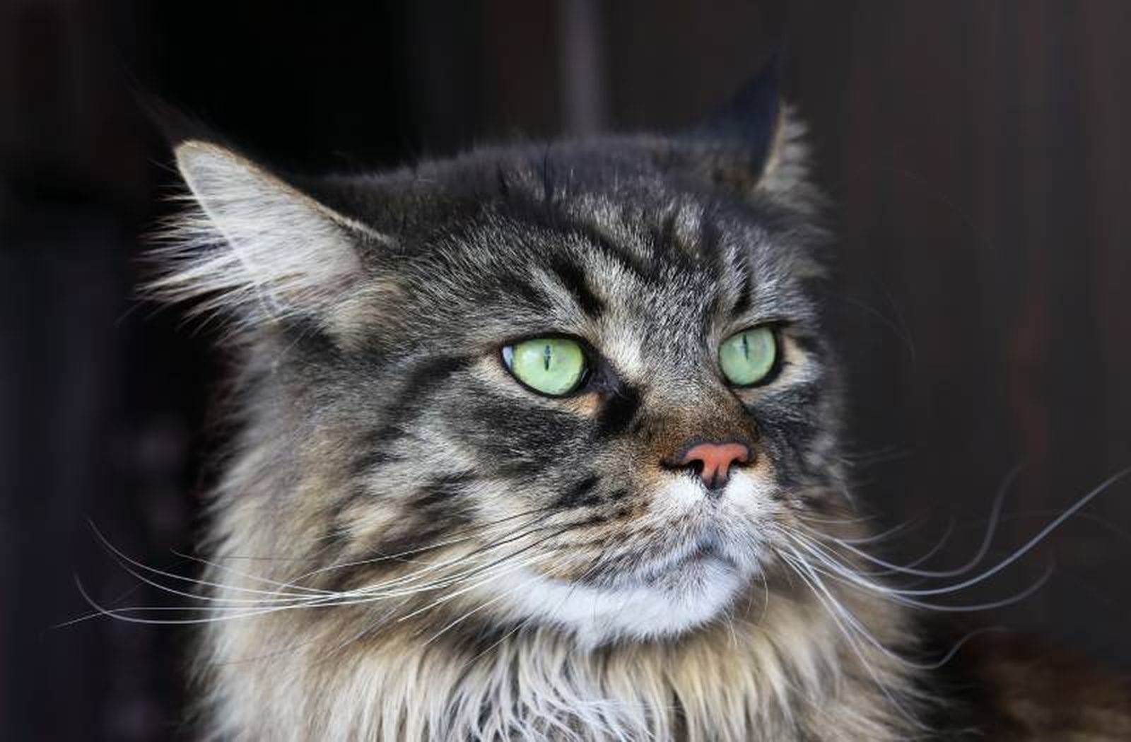 El Maine Coon es un excelente cazador que disfruta de espacios amplios para explorar.