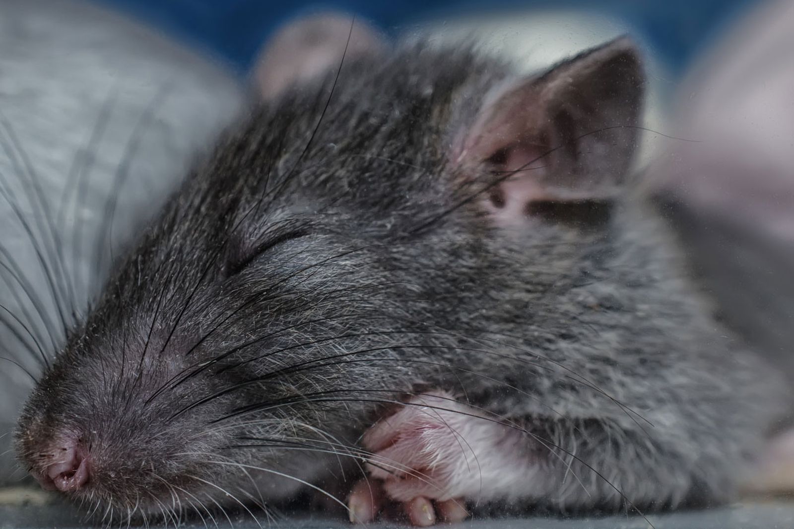 ratas manos desnudas