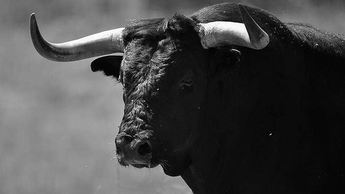 animales representativos carnaval toro