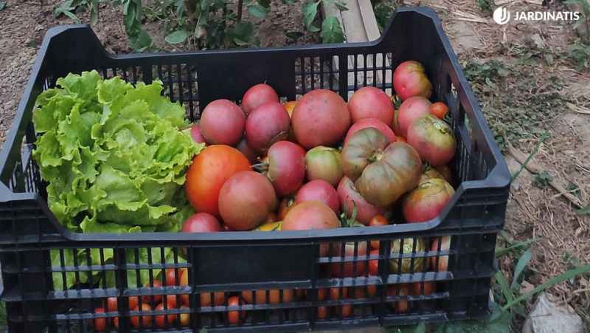 Cada vez más personas apuestan por cultivar tomates en su hogar