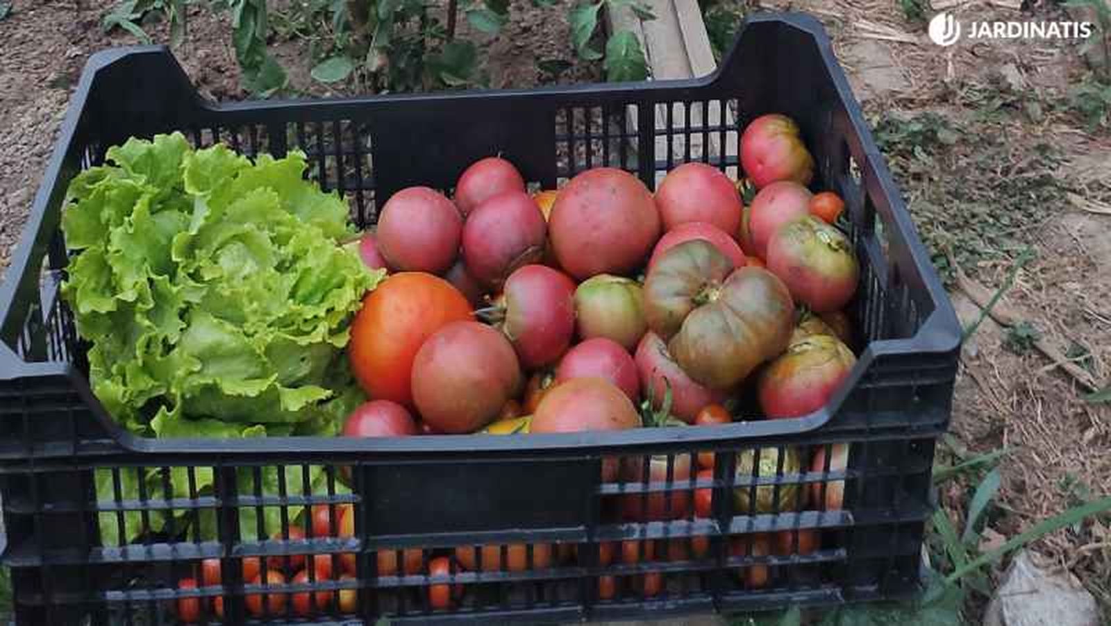 Cada vez más personas apuestan por cultivar tomates en su hogar