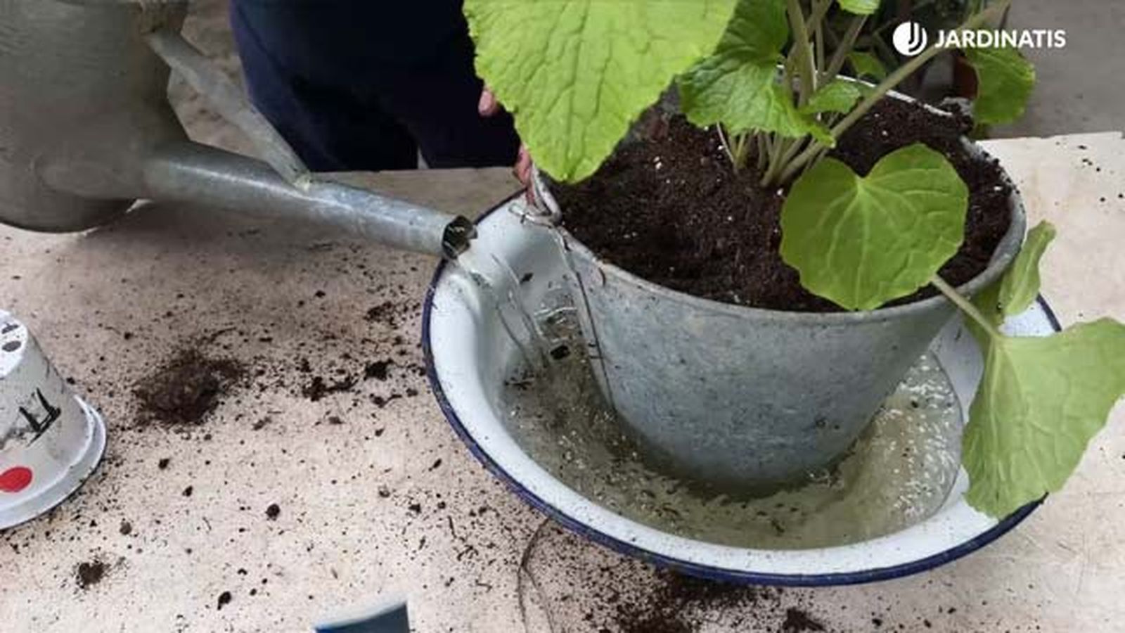 humedad planta de wasabi jardinatis 22 21