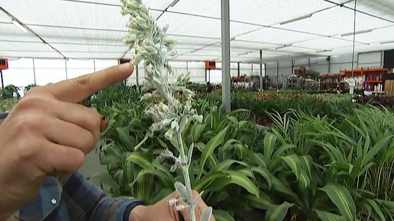 variedad kalanchoe follaje deco jardin 373