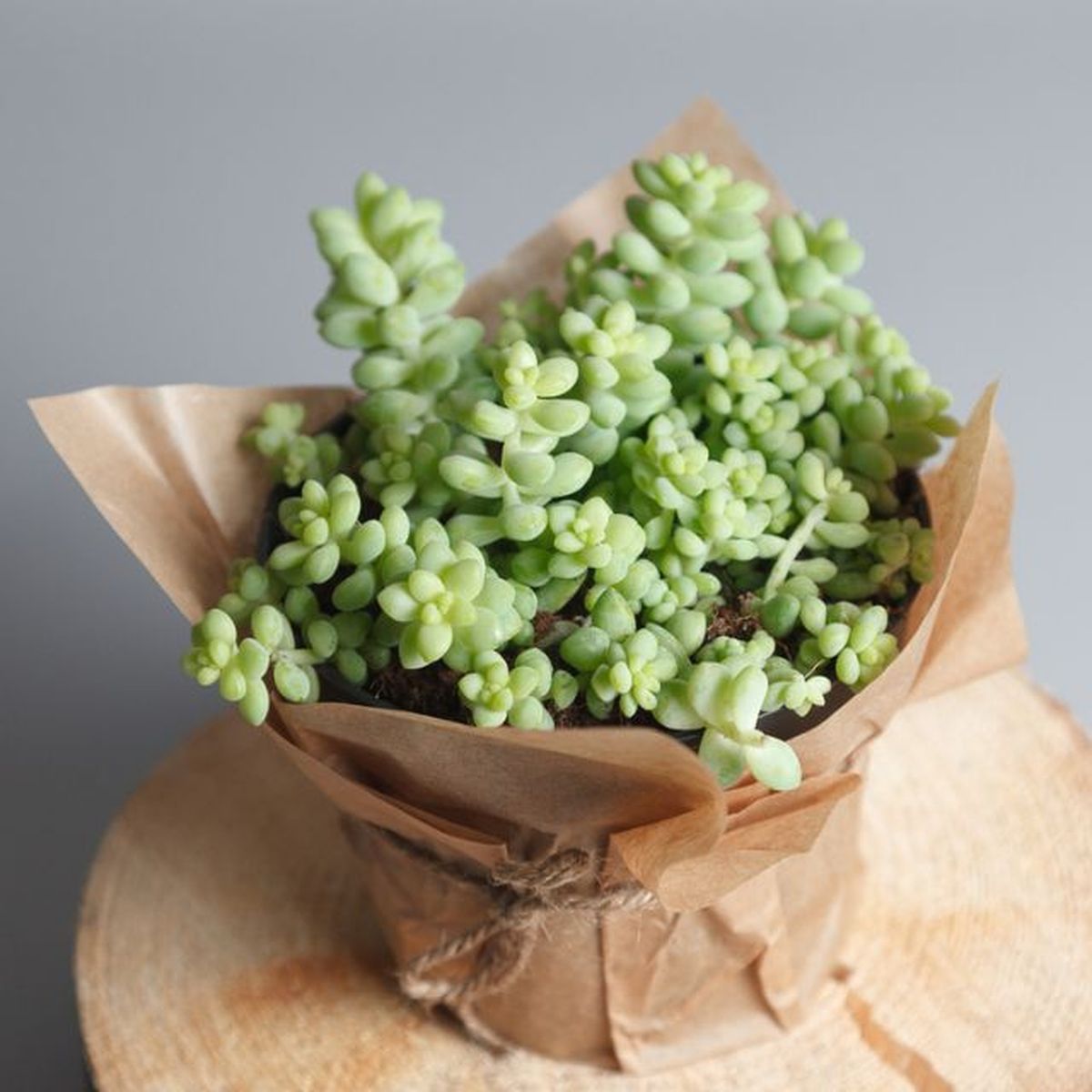 sedum envuelto de regalo en papel draft
