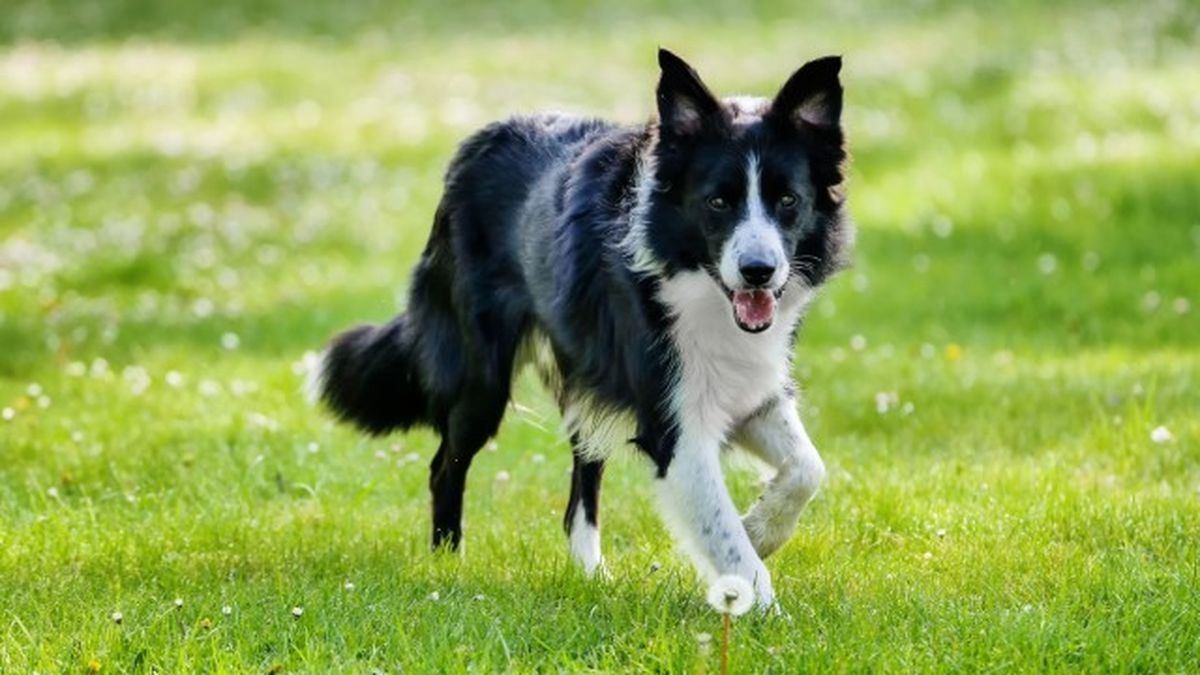 border collie ok 8