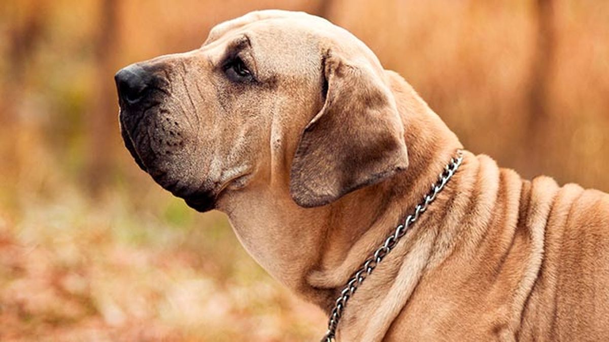 fila brasileño