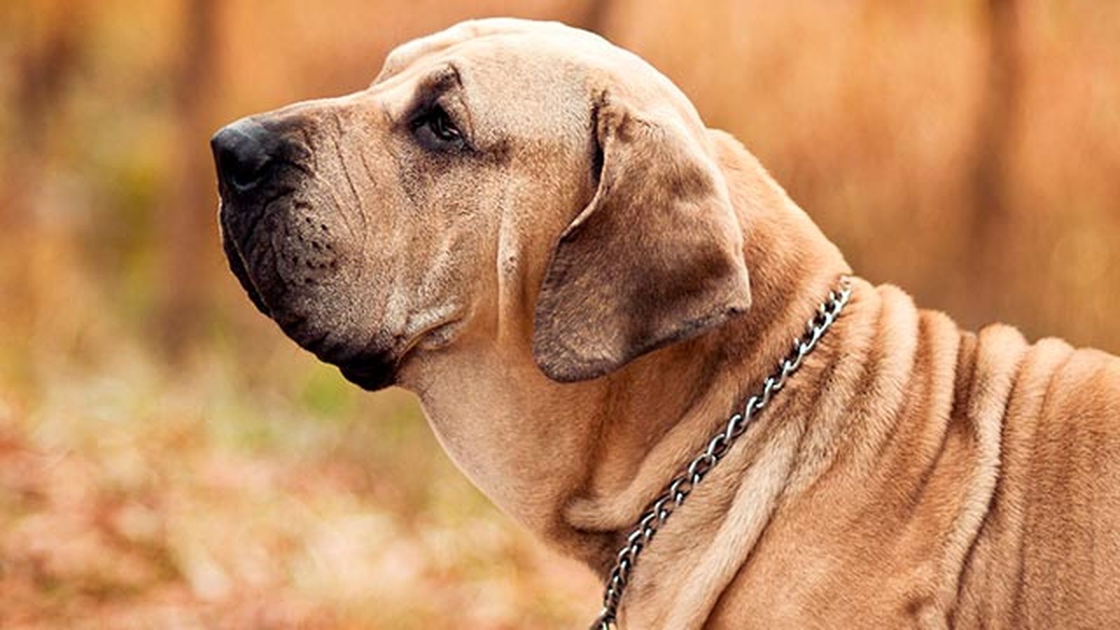 fila brasileño