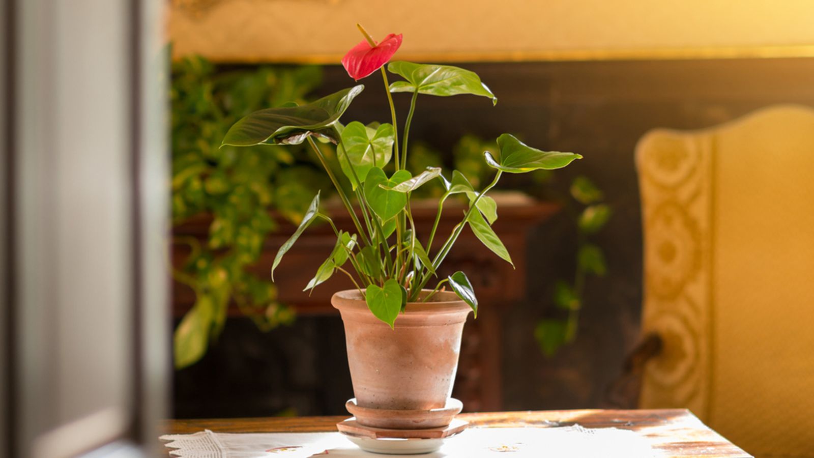 planta anturio