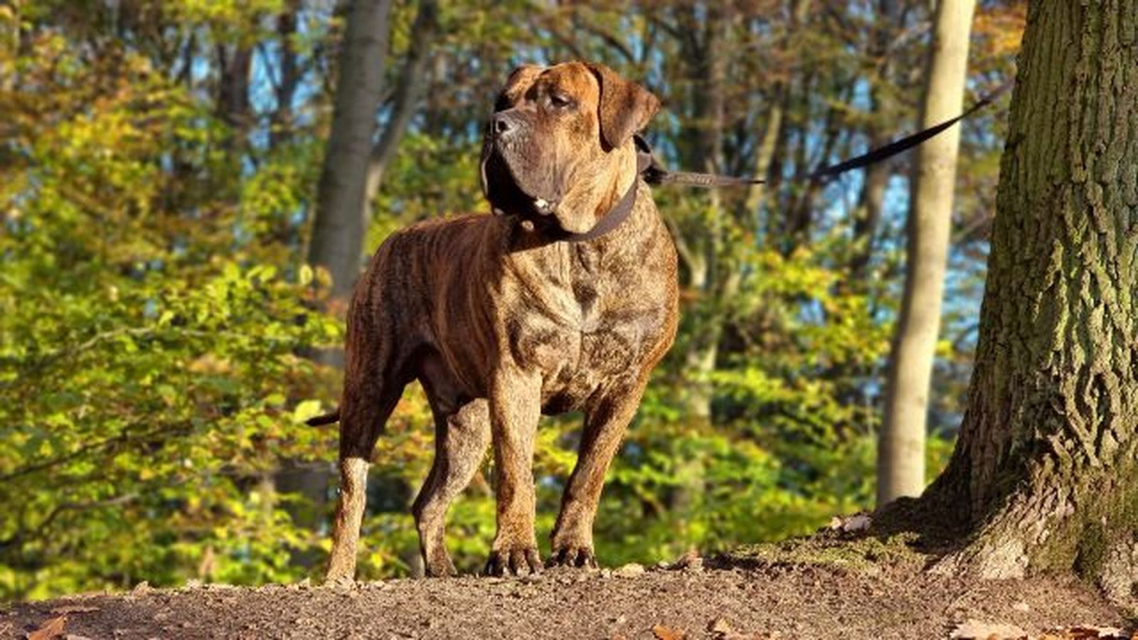 perro presa canario 6