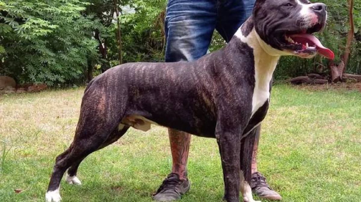 razas de perros argentinos perro pampa (1)