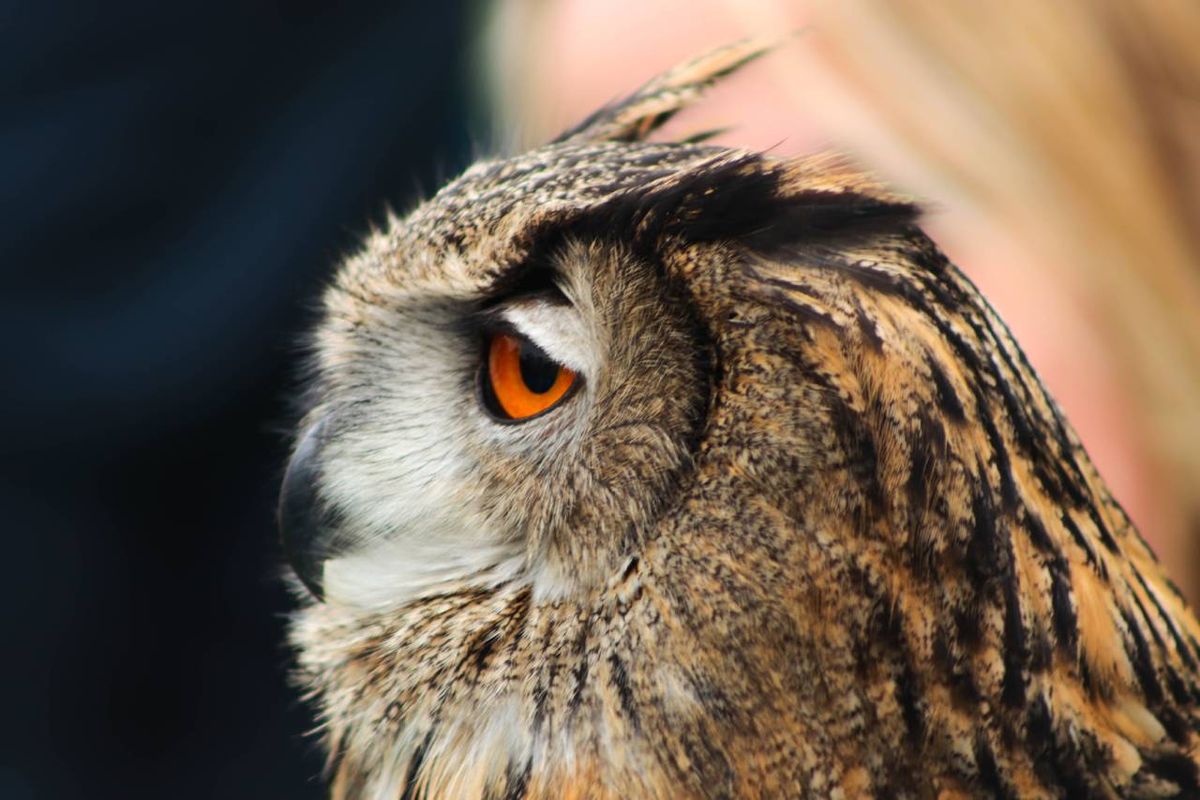 En varios países la tenencia de aves rapaces está regulada de forma estricta.
