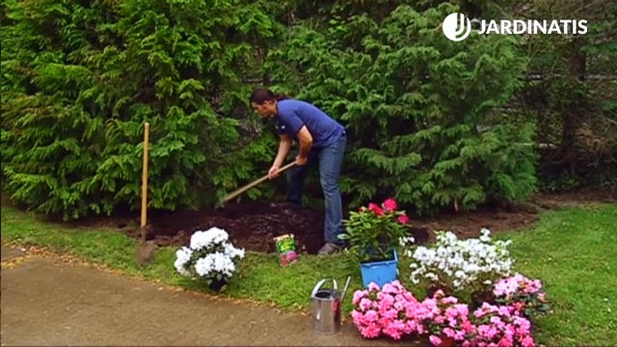 como conseguir azaleas rododendros prospere en el jardin xl brico 699 jardin