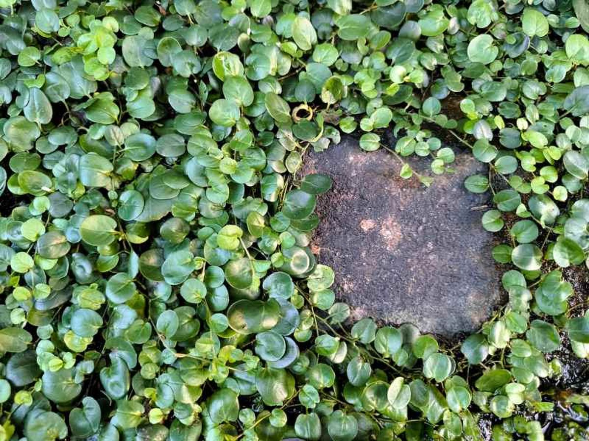 La Dichondra repens requiere suelos ligeros y con buen drenaje.