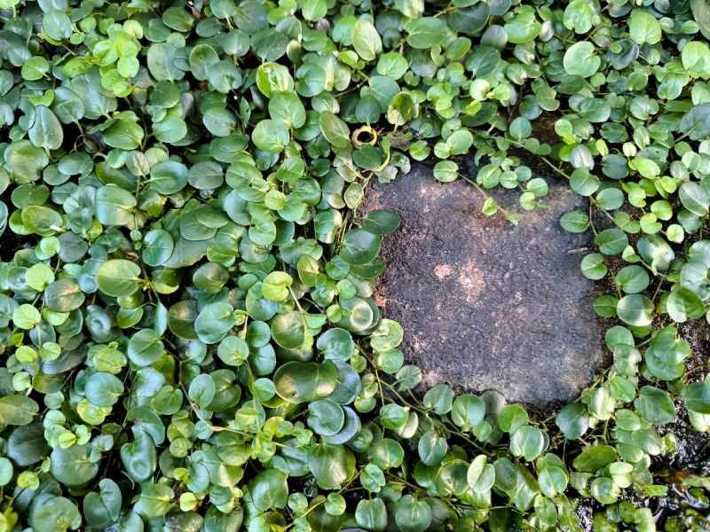 La Dichondra repens requiere suelos ligeros y con buen drenaje.