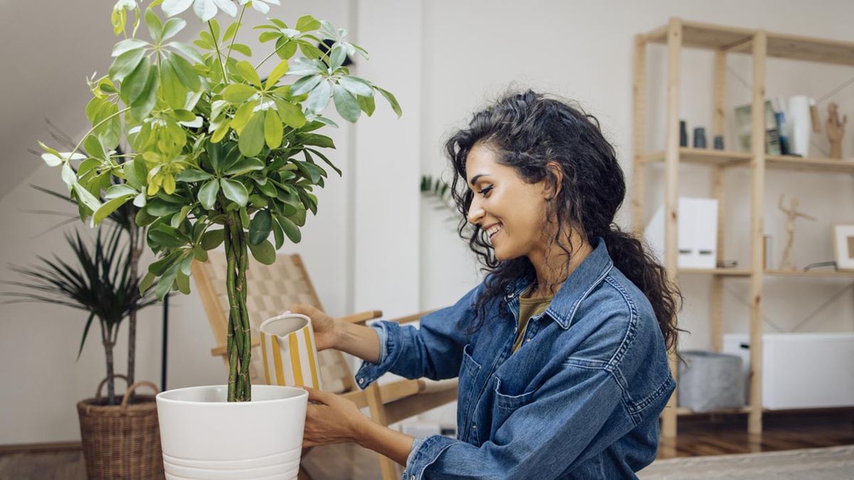 plantas autoregalo para san solterin