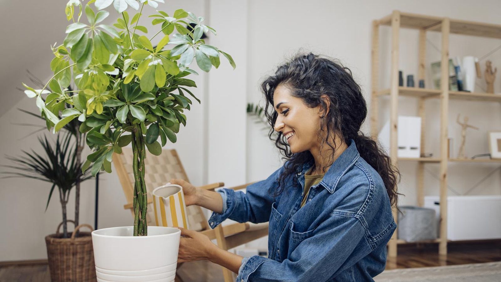 plantas autoregalo para san solterin