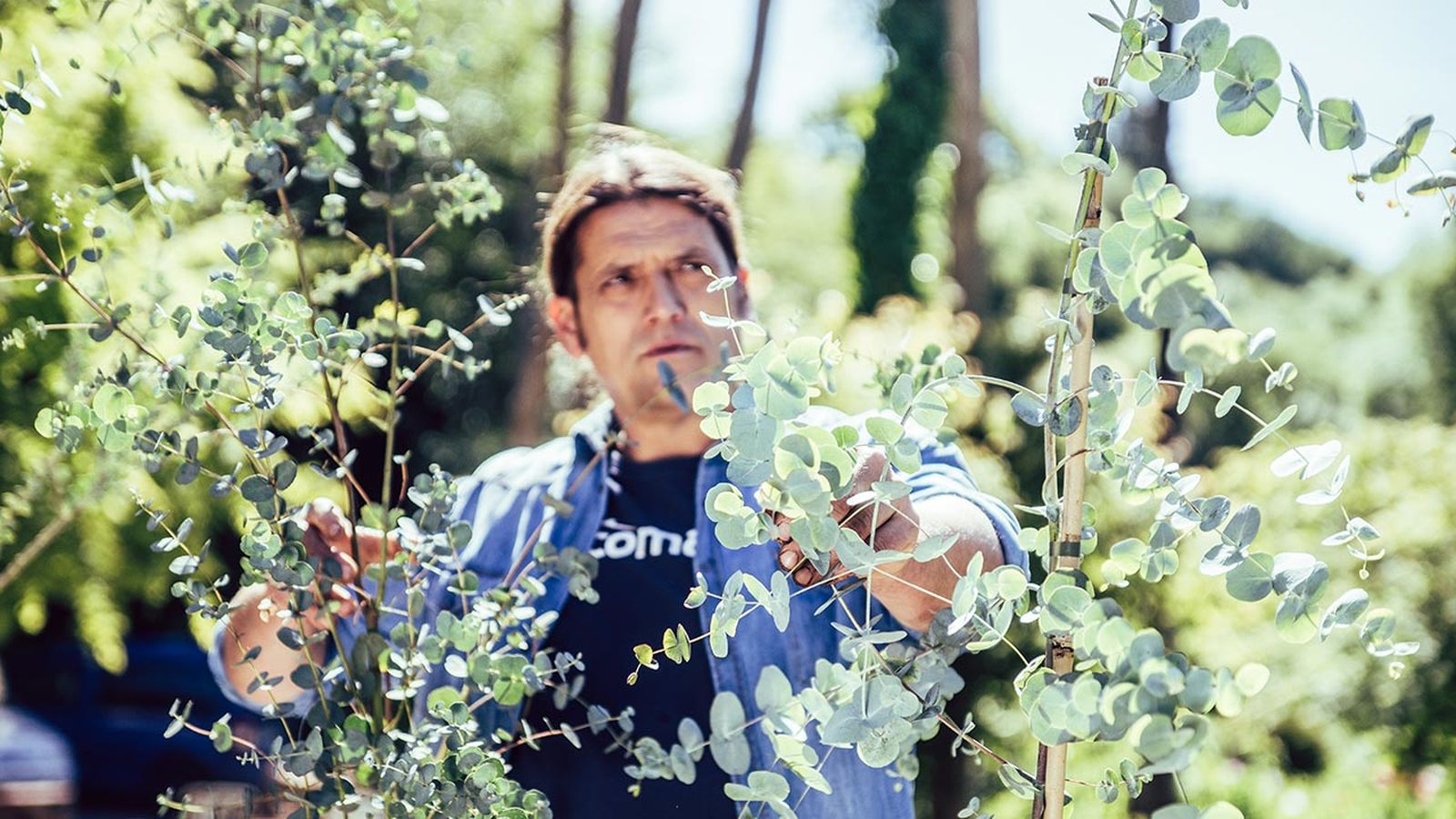 966 Composicion grisacea acacia cultiformis eucalyptus gunnii xl