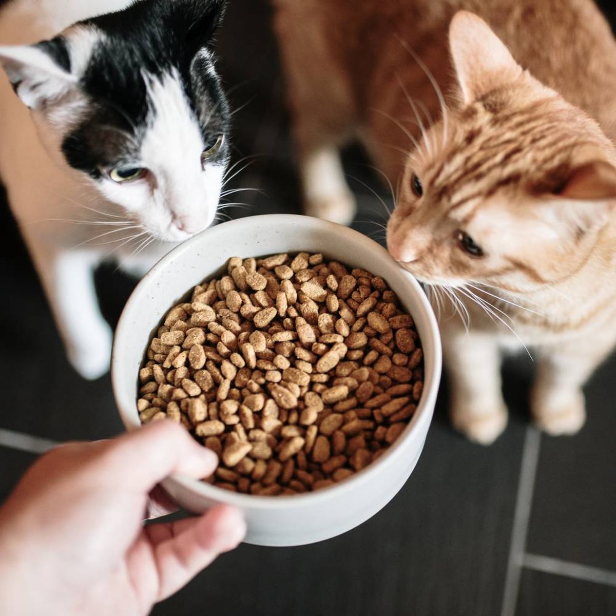 comida para gatos composicion nutrientes esenciales