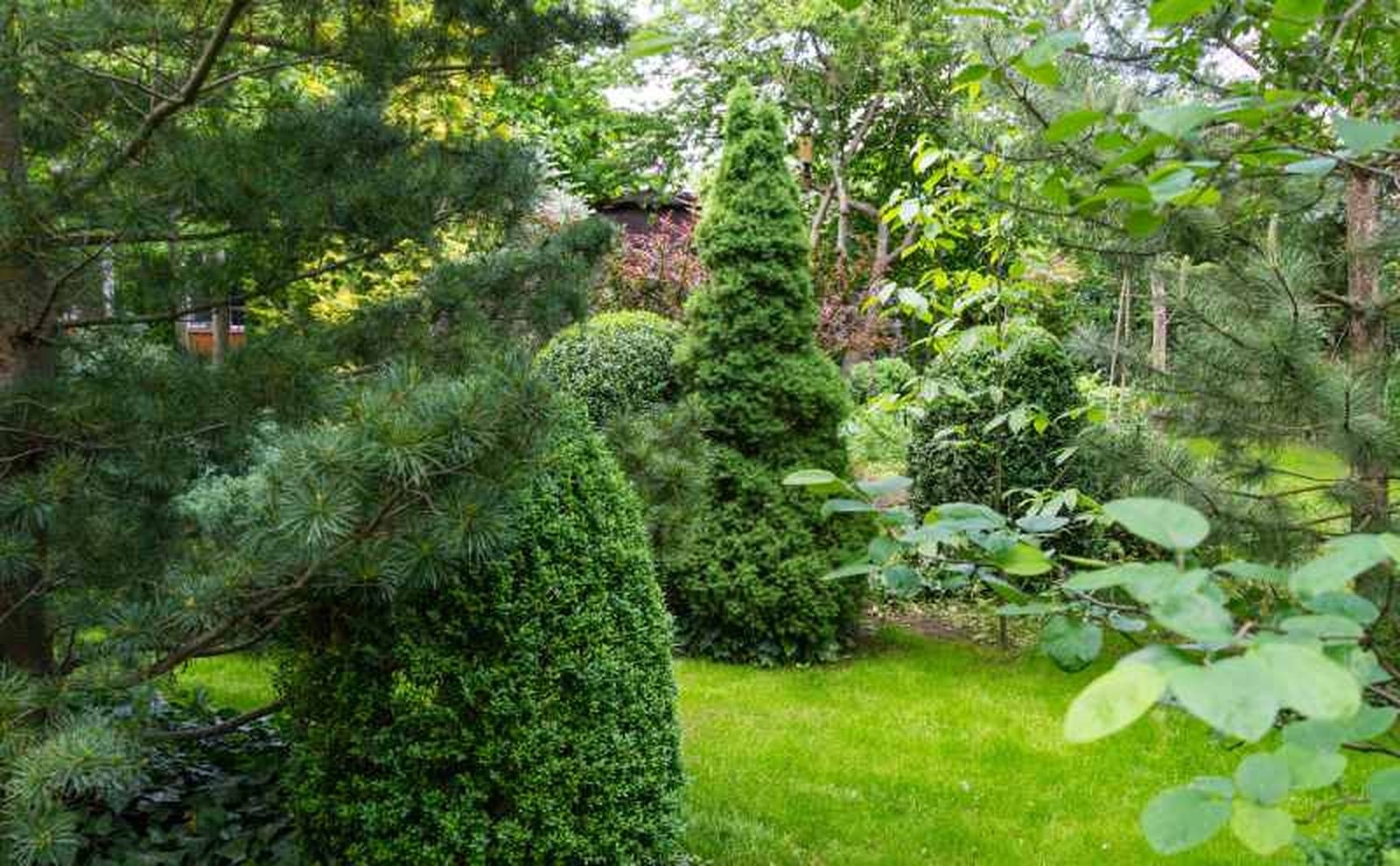 Picea glauca Conica y Pinus parviflora Glauca