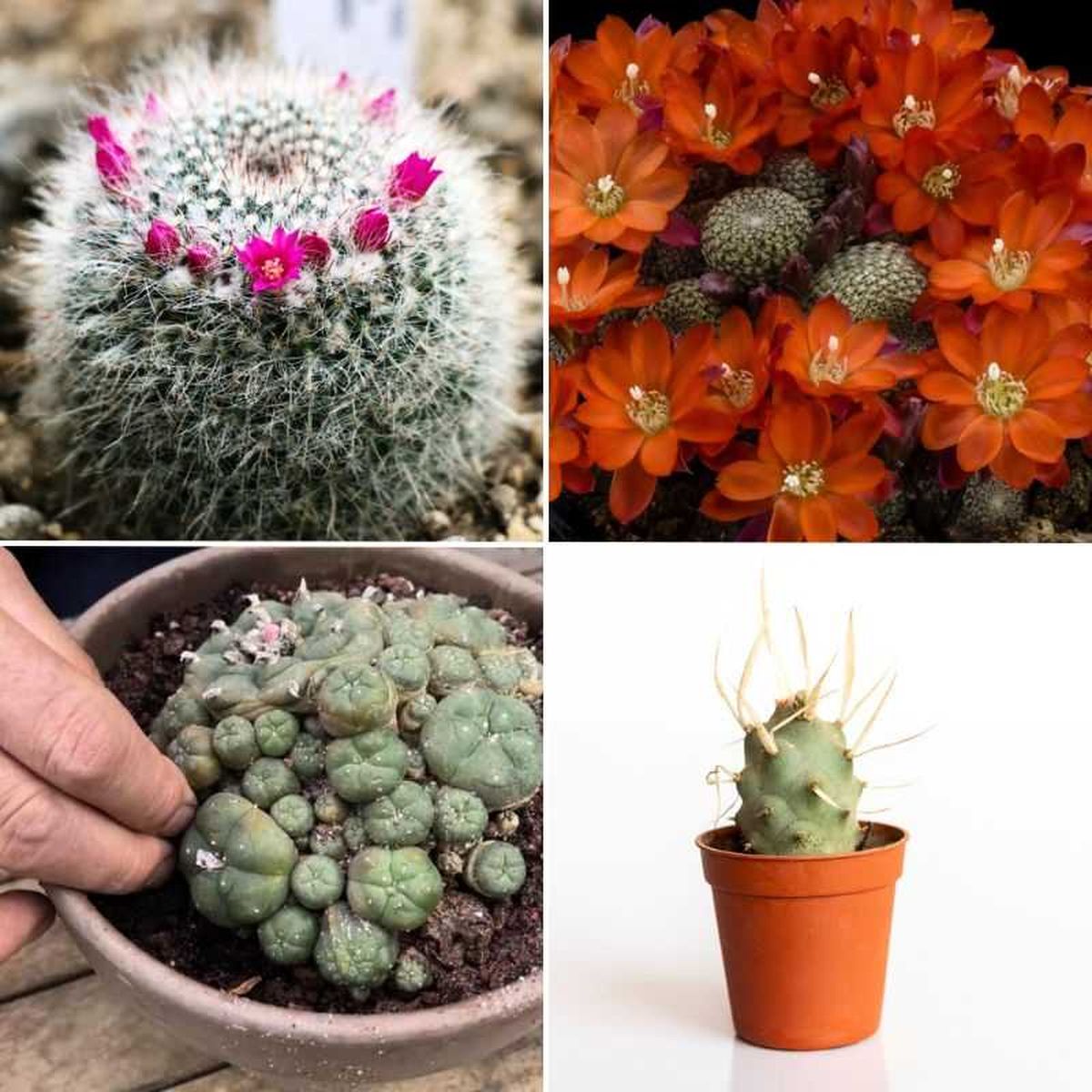 Mammillaria hahniana, Rebutia heliosa, cactus peyote y Tephrocactus articulatus.