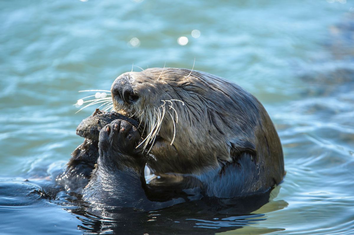 nutria comiendo ostra