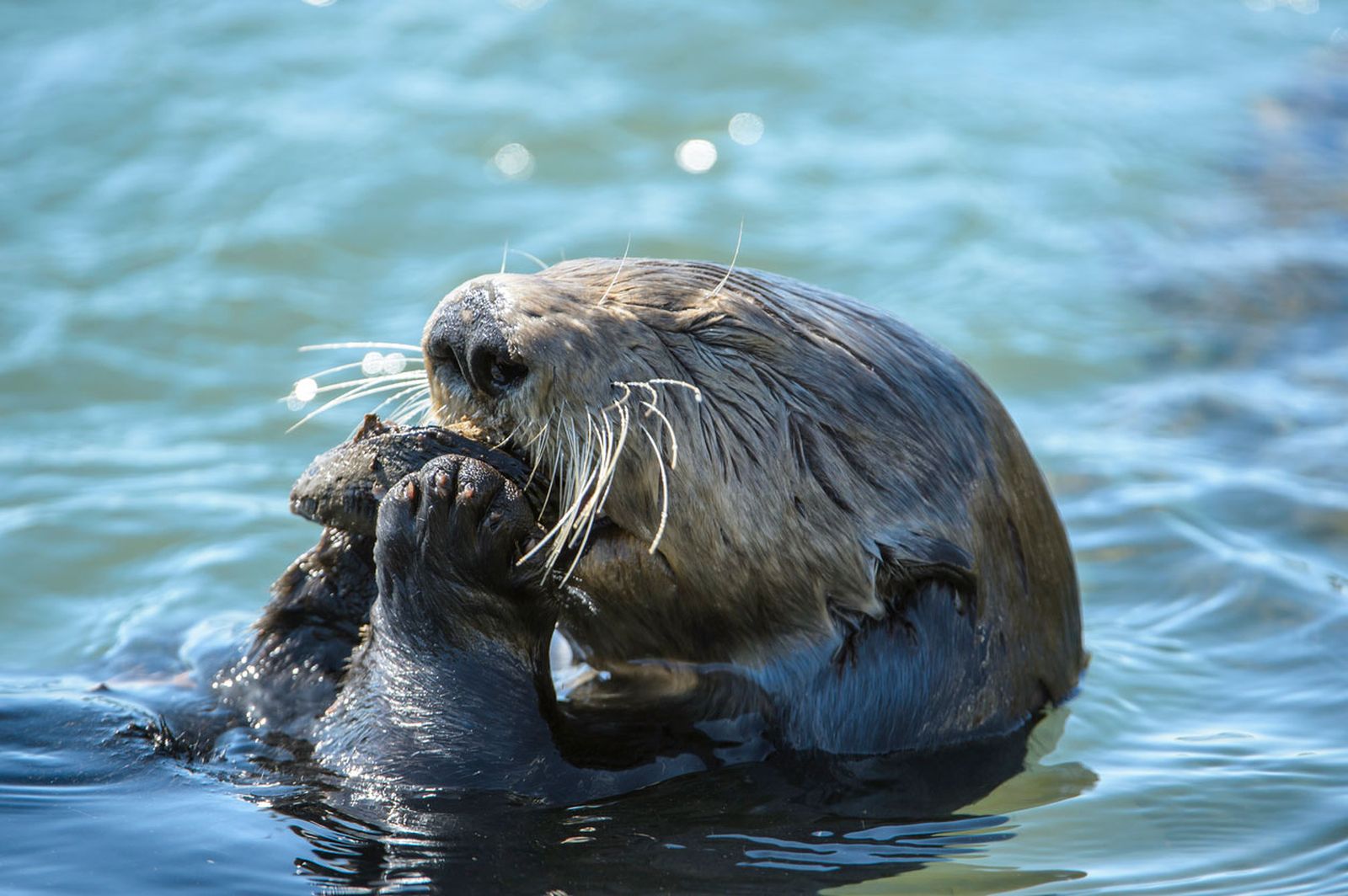 nutria comiendo ostra