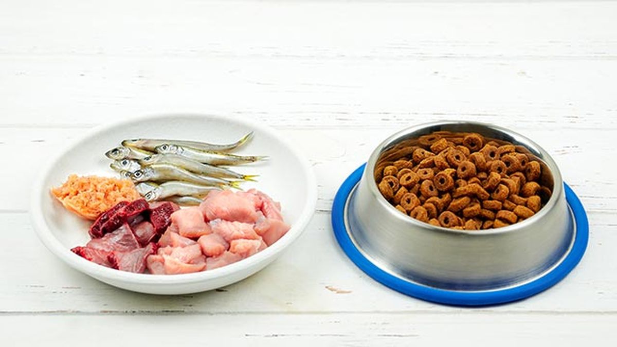 alimentos naturales gatos