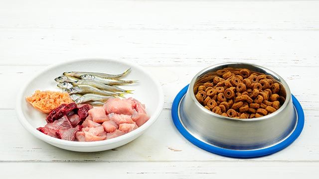 alimentos naturales gatos