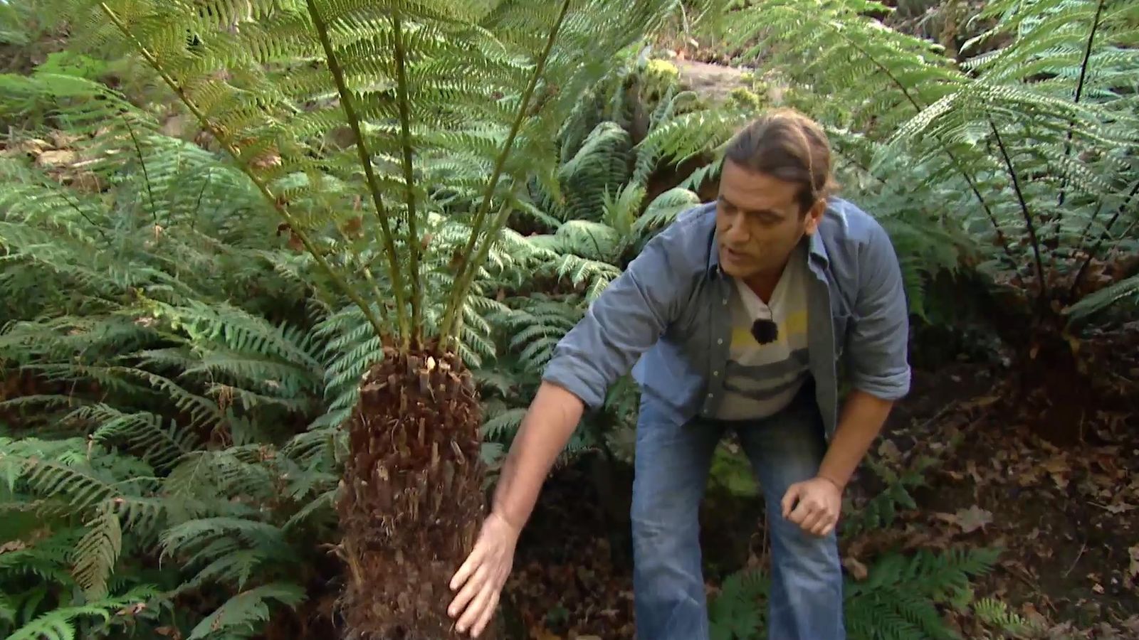 715 jardineria sotobosque helechos dicksonia antarctica