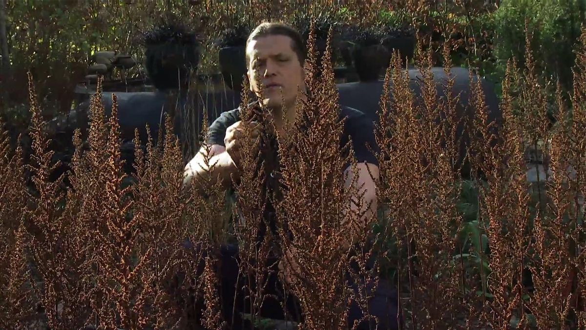 deco 761 jardin belleza flores secas invierno astilbe