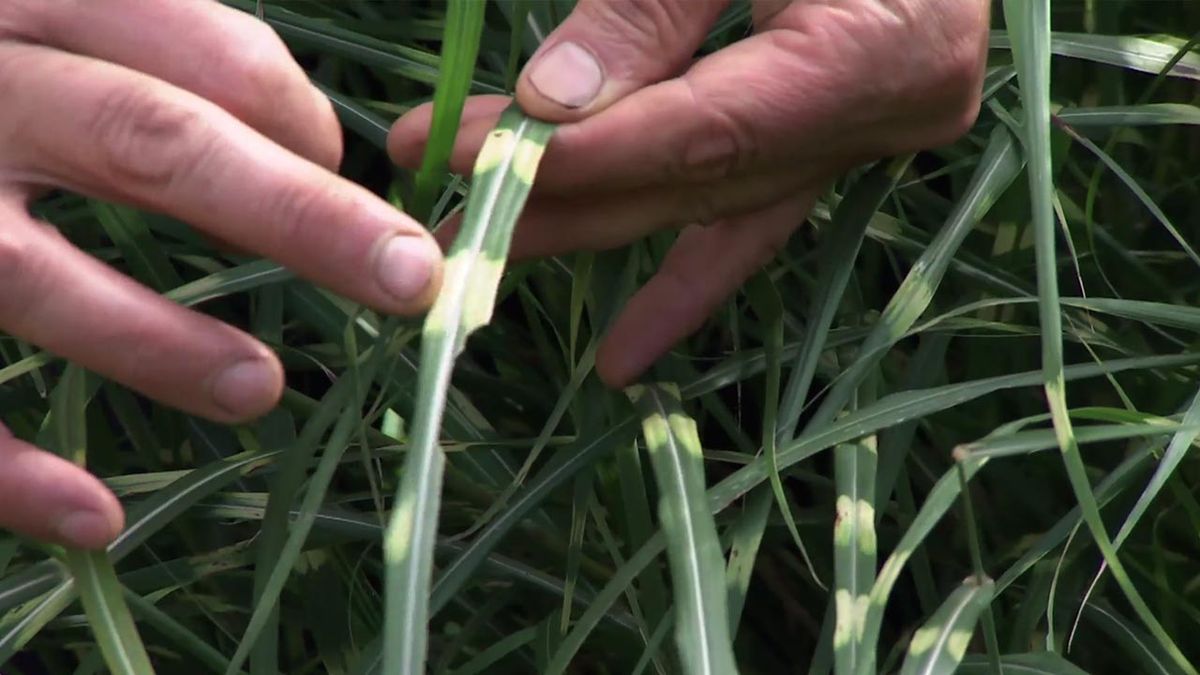 deco 754 jardin Miscanthus zebrinus hojas