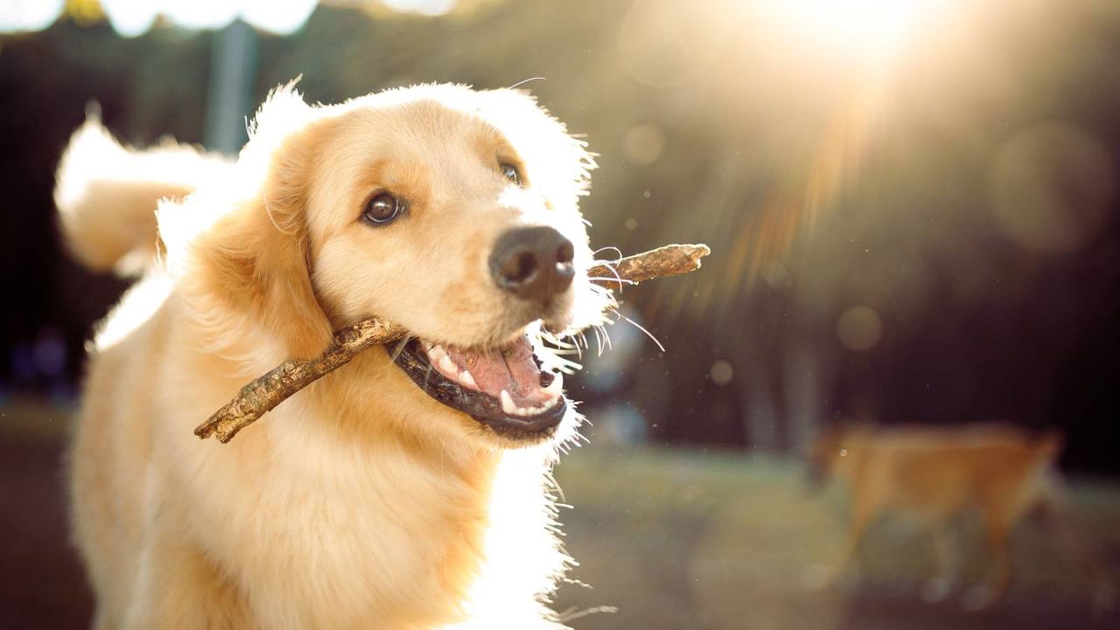 labrador problemas digestivos xl