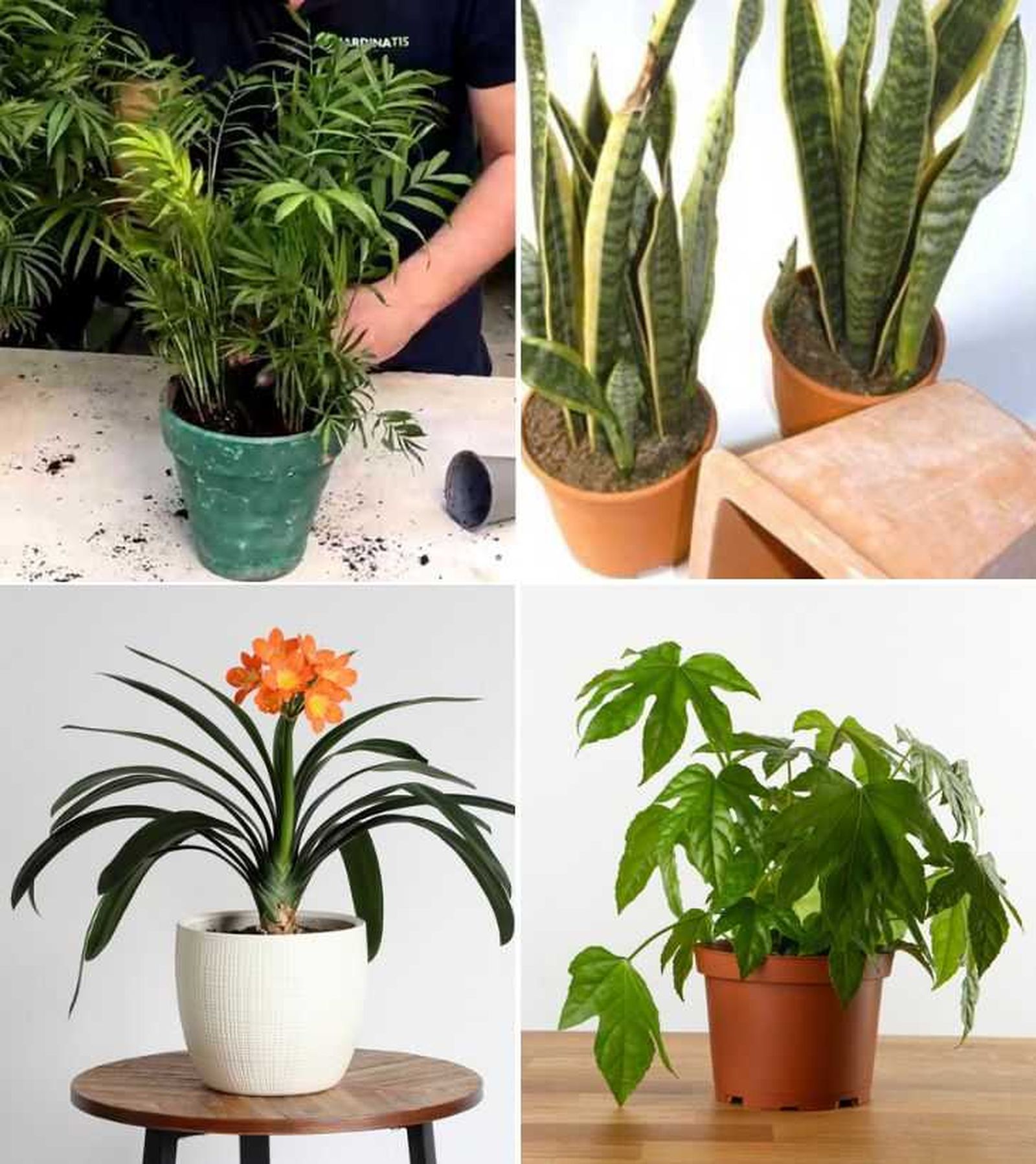 Camadorea sansevieria clivia aralia plantas de interior