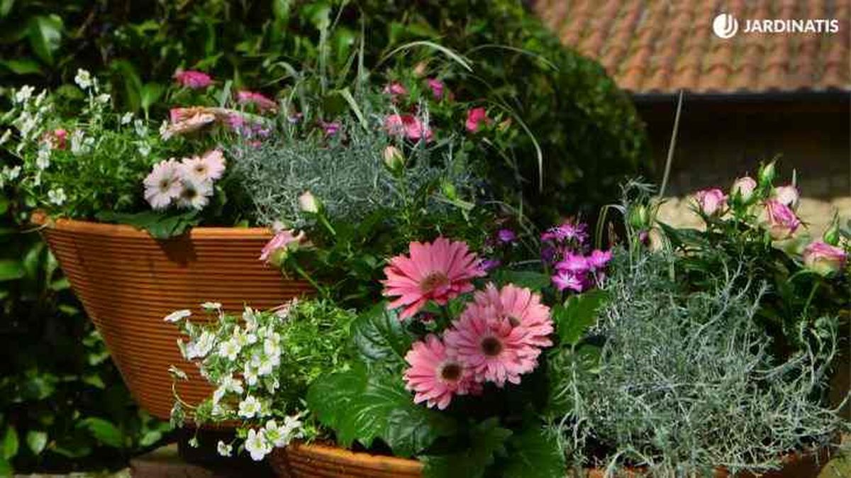 composicion con rosales pitimini mini brico 908