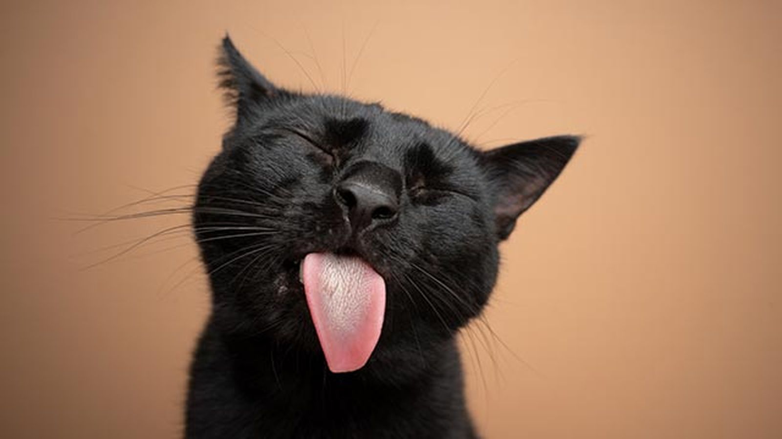 Gato gracioso